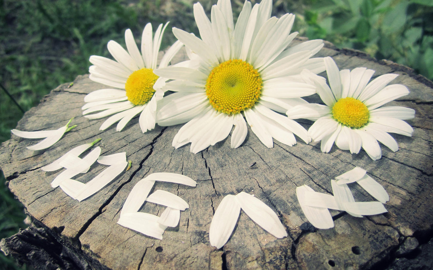 懒人柠的个人主页（背景预览） - 主页背景设置 - 站酷设计师懒人柠原创素材 - 站酷ZCOOL