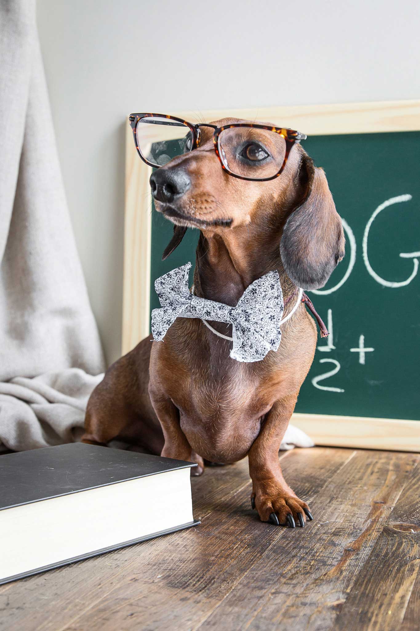 恐龙会咬鳄鱼的个人主页（背景预览） - 主页背景设置 - 站酷设计师恐龙会咬鳄鱼原创素材 - 站酷ZCOOL