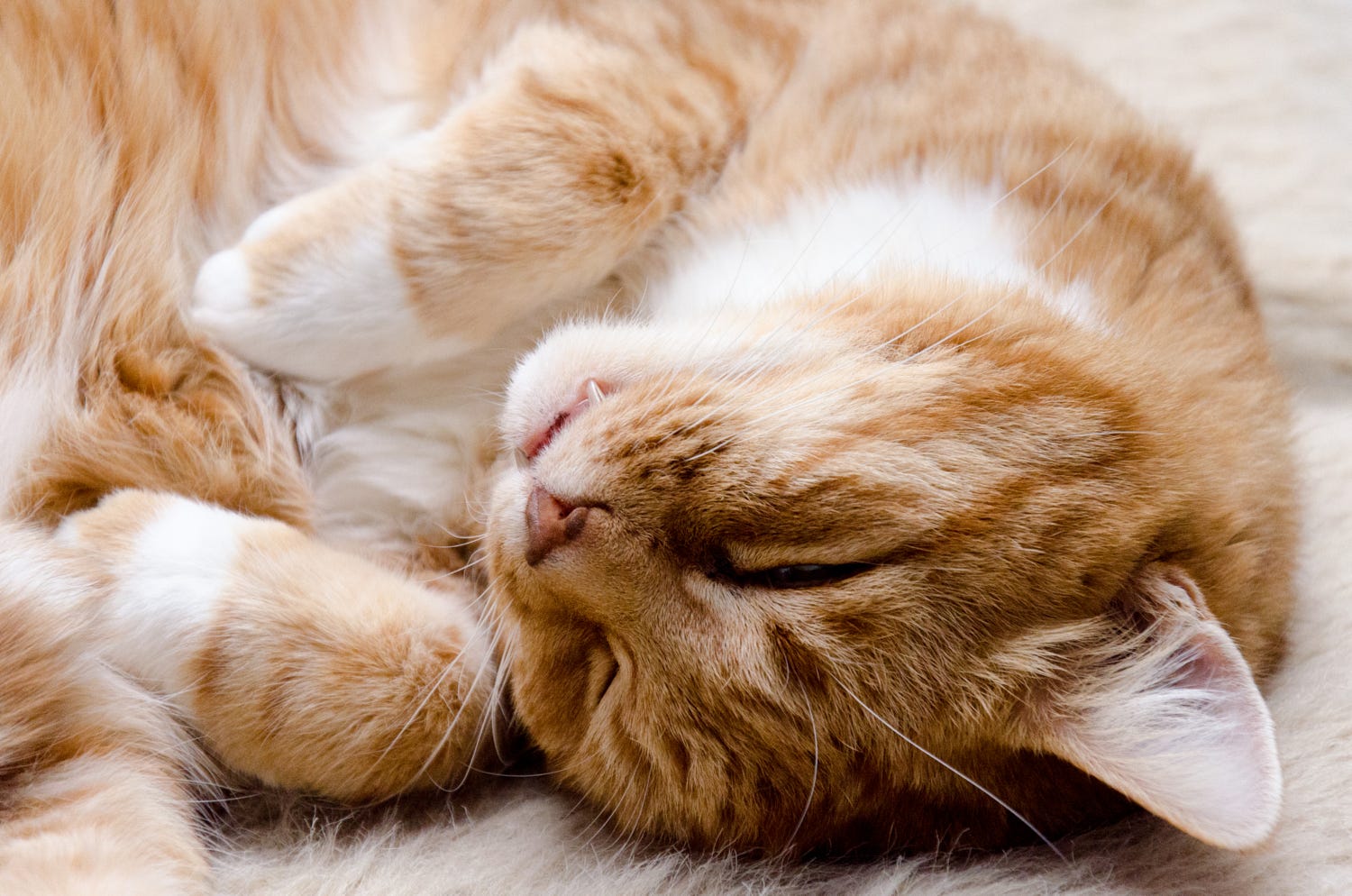 夜月狐的个人主页（背景预览） - 主页背景设置 - 站酷设计师夜月狐原创素材 - 站酷ZCOOL