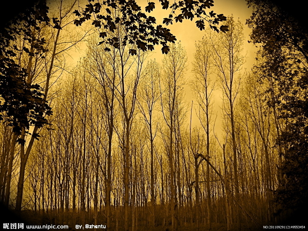 子木與映的個人主頁（背景預覽） - 主頁背景設置 - 站酷設計師子木與映原創(chuàng)素材 - 站酷ZCOOL