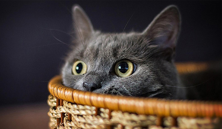 孙大猫叔叔的个人主页（背景预览） - 主页背景设置 - 站酷设计师孙大猫叔叔原创素材 - 站酷ZCOOL