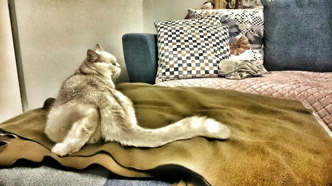 葱花花cmgt的个人主页（背景预览） - 主页背景设置 - 站酷设计师葱花花cmgt原创素材 - 站酷ZCOOL