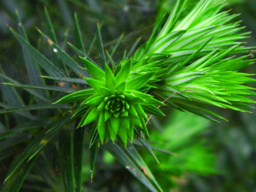 酸溜溜的柠檬的个人主页（背景预览） - 主页背景设置 - 站酷设计师酸溜溜的柠檬原创素材 - 站酷ZCOOL