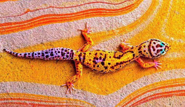 氮氪的個人主頁（背景預覽） - 主頁背景設(shè)置 - 站酷設(shè)計師氮氪原創(chuàng)素材 - 站酷ZCOOL