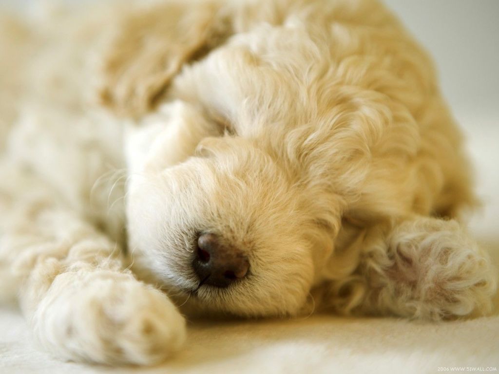 alisaqiqi琪的个人主页（背景预览） - 主页背景设置 - 站酷设计师alisaqiqi琪原创素材 - 站酷ZCOOL