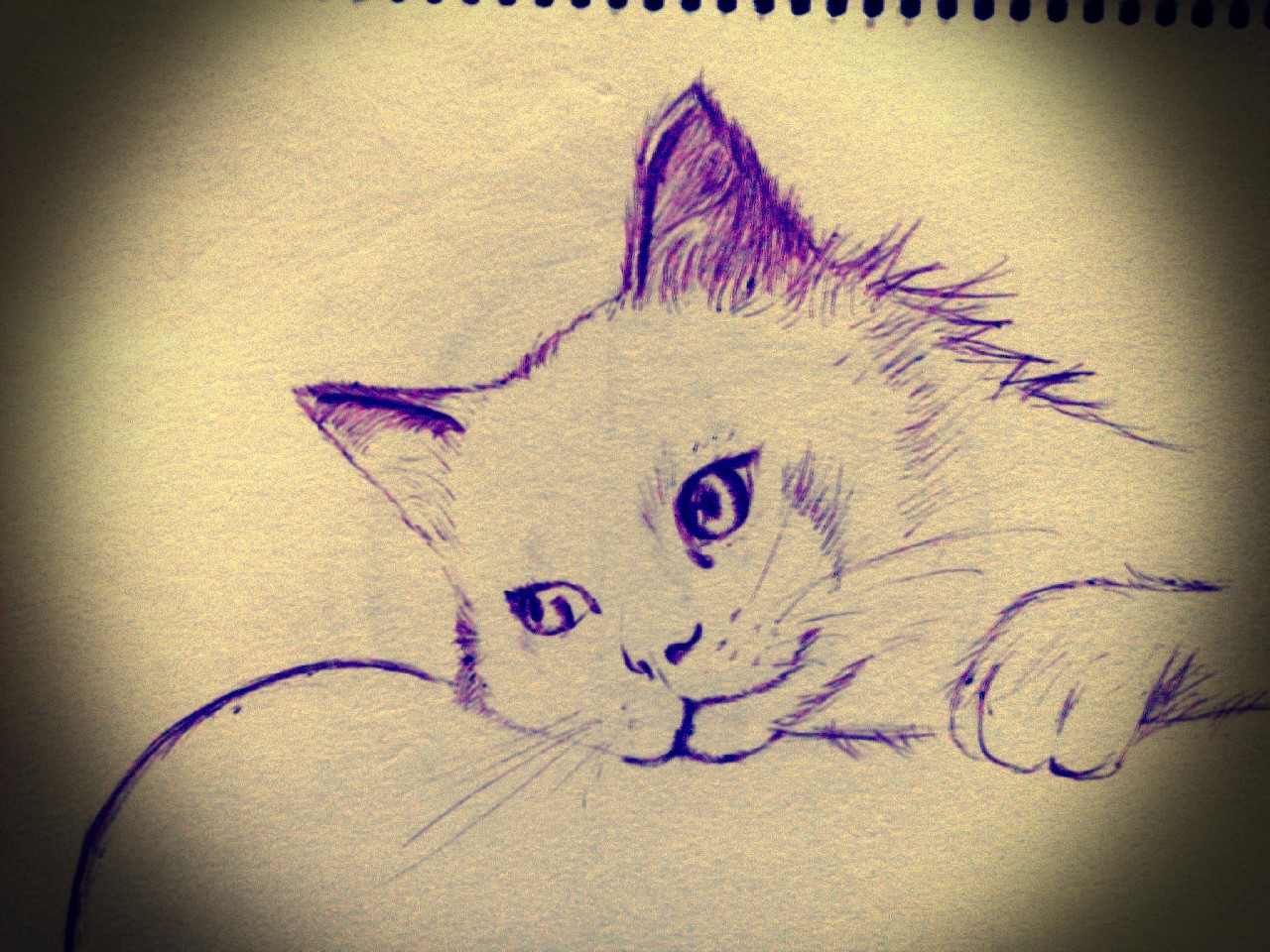 少年白与布偶猫的个人主页（背景预览） - 主页背景设置 - 站酷设计师少年白与布偶猫原创素材 - 站酷ZCOOL