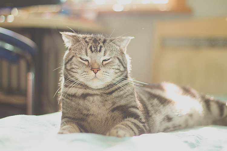 这个啾啾的个人主页（背景预览） - 主页背景设置 - 站酷设计师这个啾啾原创素材 - 站酷ZCOOL