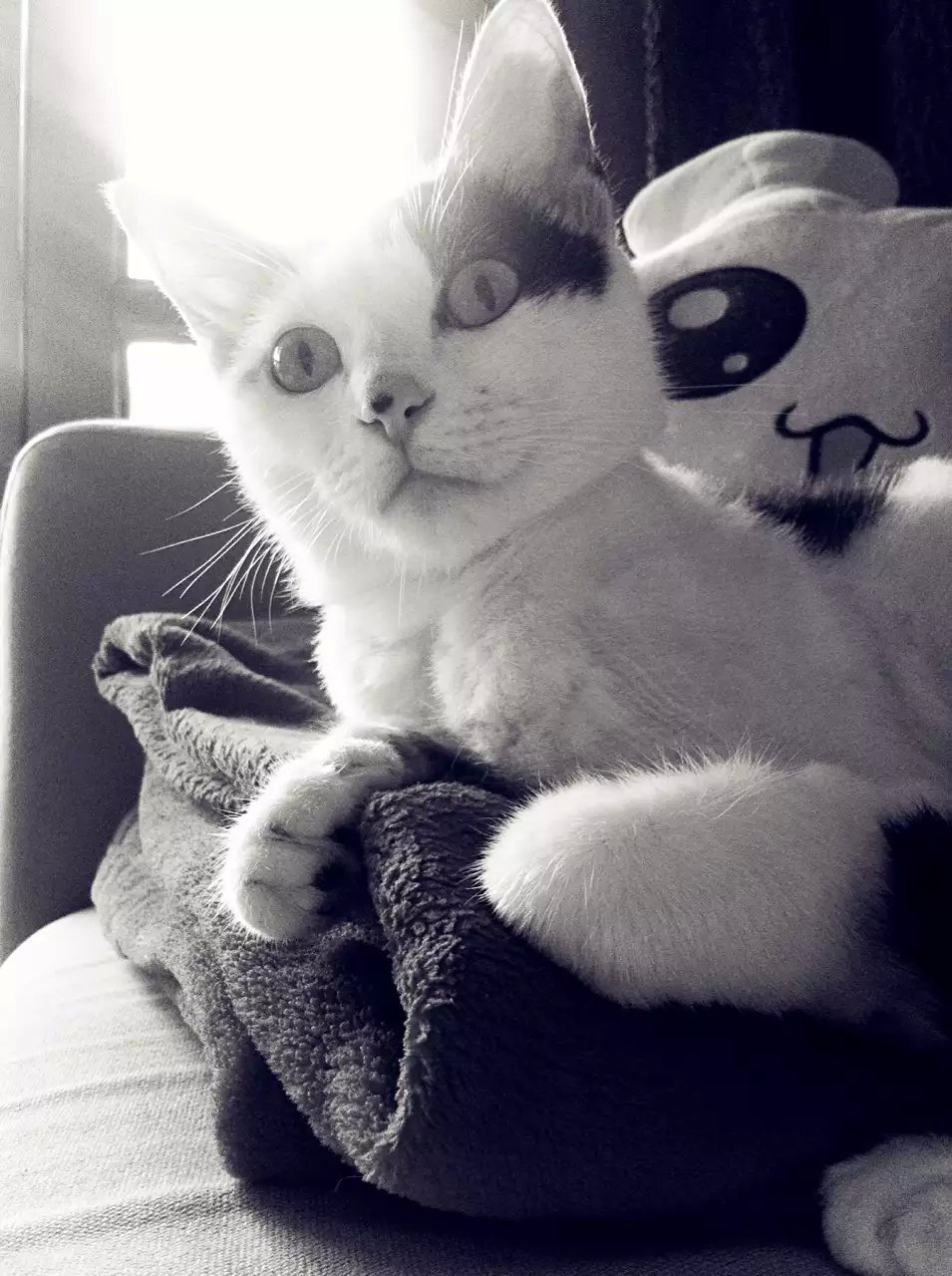 麻瓜绿豆的个人主页（背景预览） - 主页背景设置 - 站酷设计师麻瓜绿豆原创素材 - 站酷ZCOOL