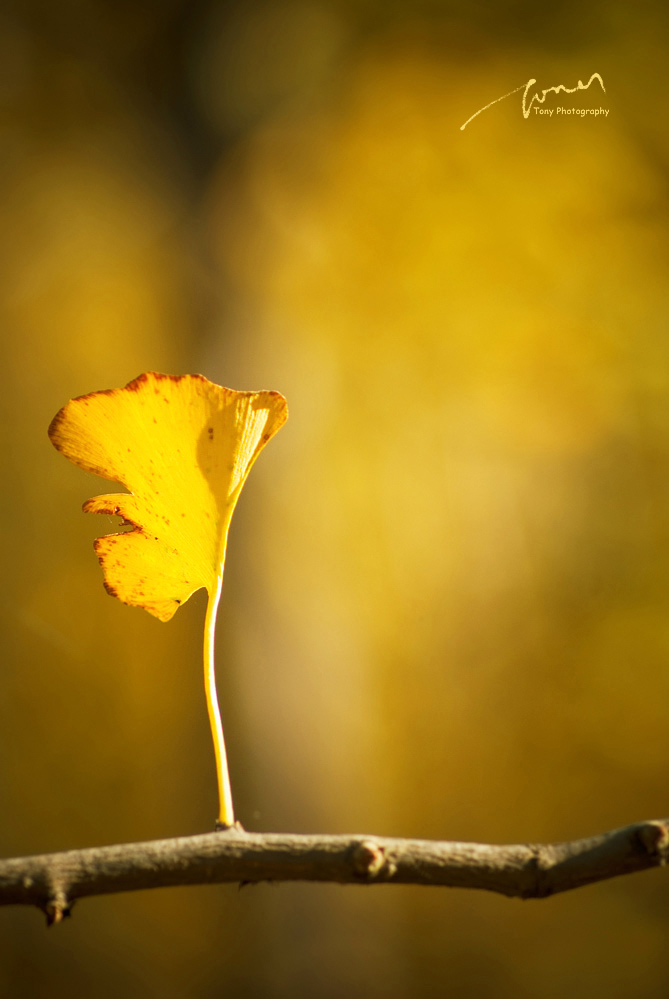 时榴的个人主页（背景预览） - 主页背景设置 - 站酷设计师时榴原创素材 - 站酷ZCOOL