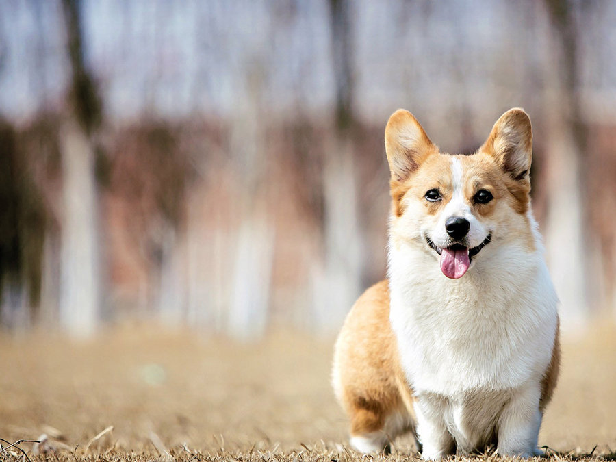 有三斤的个人主页（背景预览） - 主页背景设置 - 站酷设计师有三斤原创素材 - 站酷ZCOOL