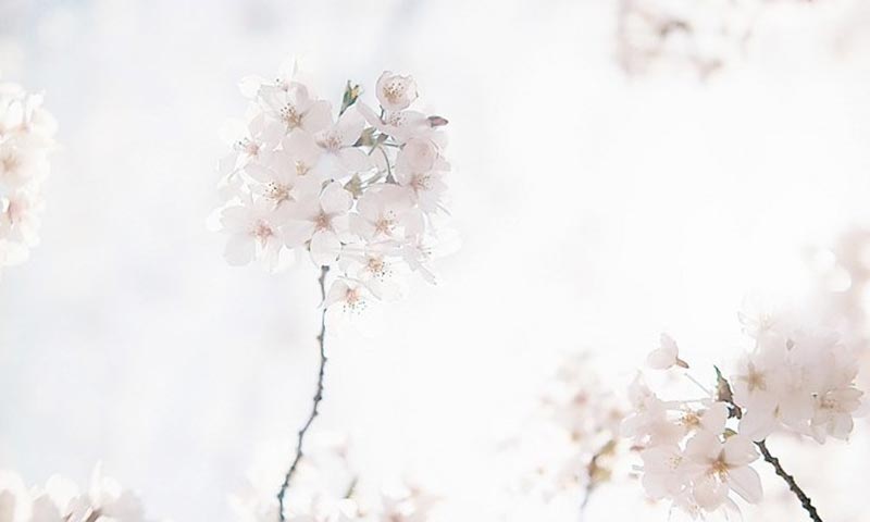 紫菀儿的个人主页（背景预览） - 主页背景设置 - 站酷设计师紫菀儿原创素材 - 站酷ZCOOL