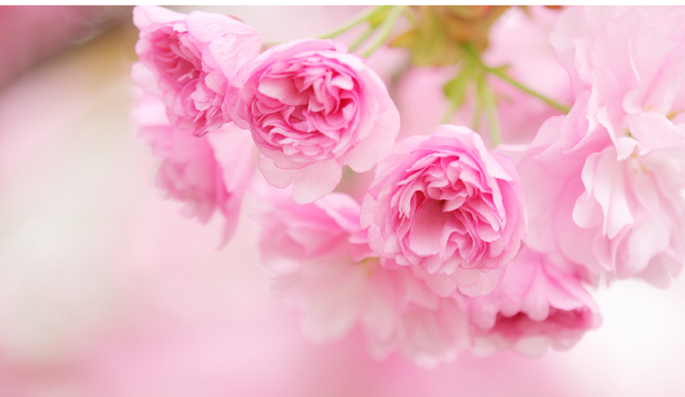 zz_Honey向阳的个人主页（背景预览） - 主页背景设置 - 站酷设计师zz_Honey向阳原创素材 - 站酷ZCOOL