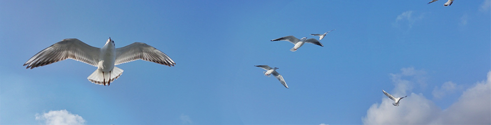 匿名用户555的个人主页（背景预览） - 主页背景设置 - 站酷设计师匿名用户555原创素材 - 站酷ZCOOL