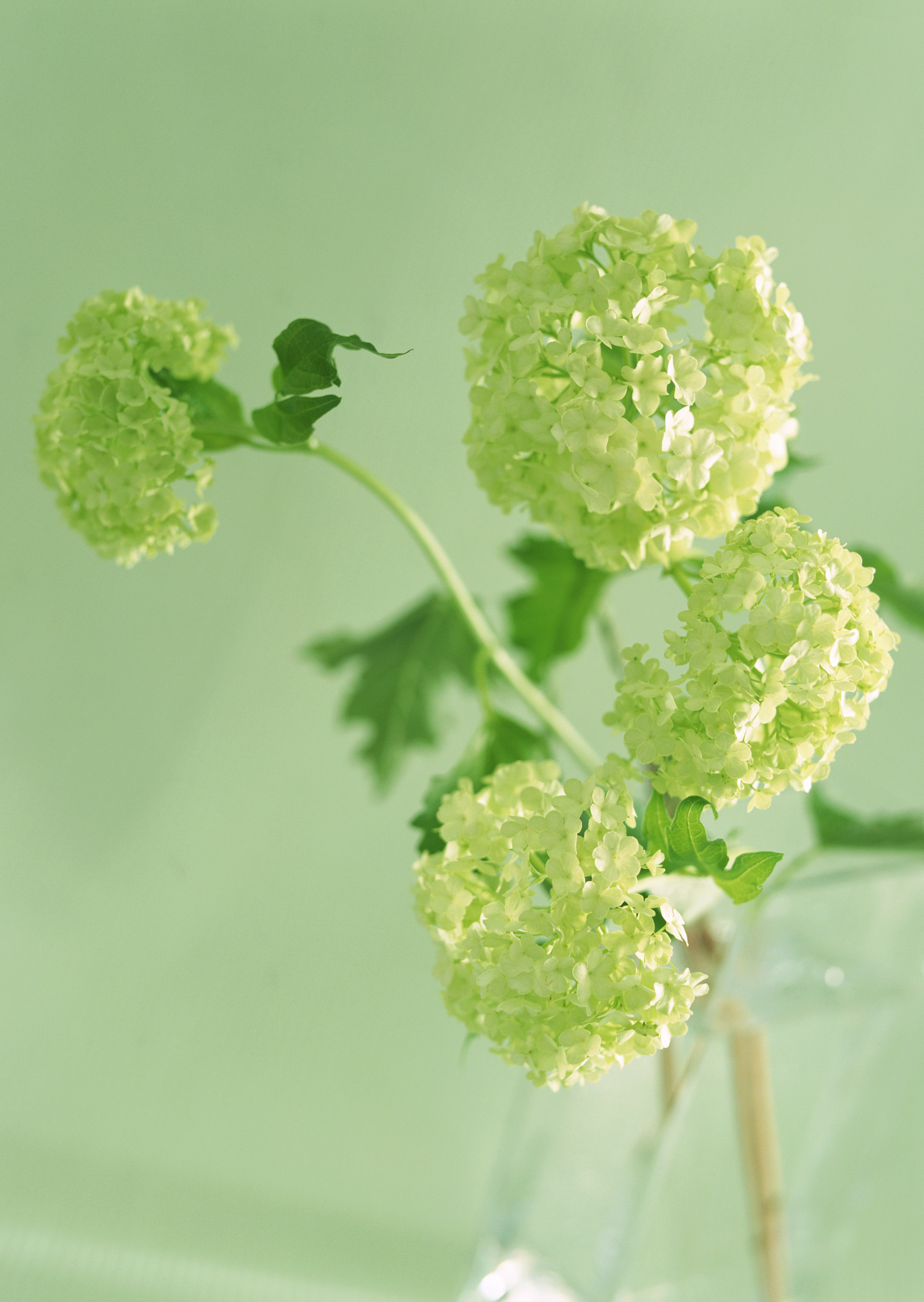 Dasiy吖的个人主页（背景预览） - 主页背景设置 - 站酷设计师Dasiy吖原创素材 - 站酷ZCOOL