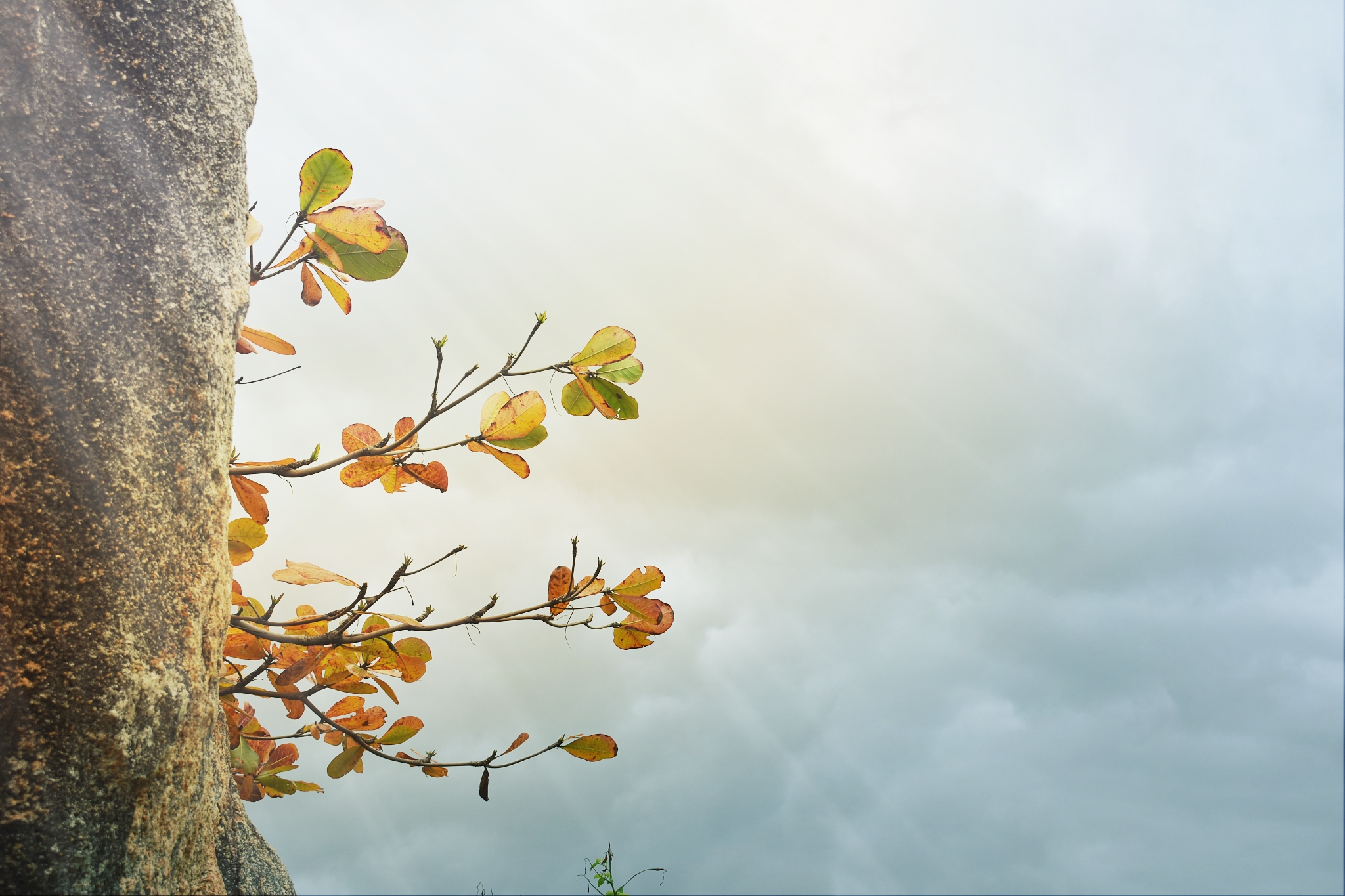 萝卜须须的个人主页（背景预览） - 主页背景设置 - 站酷设计师萝卜须须原创素材 - 站酷ZCOOL