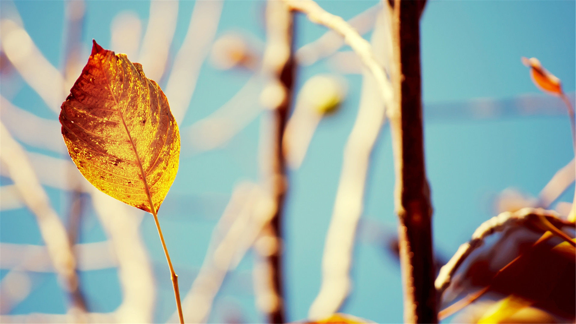 小遲娜娜的個人主頁（背景預覽） - 主頁背景設(shè)置 - 站酷設(shè)計師小遲娜娜原創(chuàng)素材 - 站酷ZCOOL
