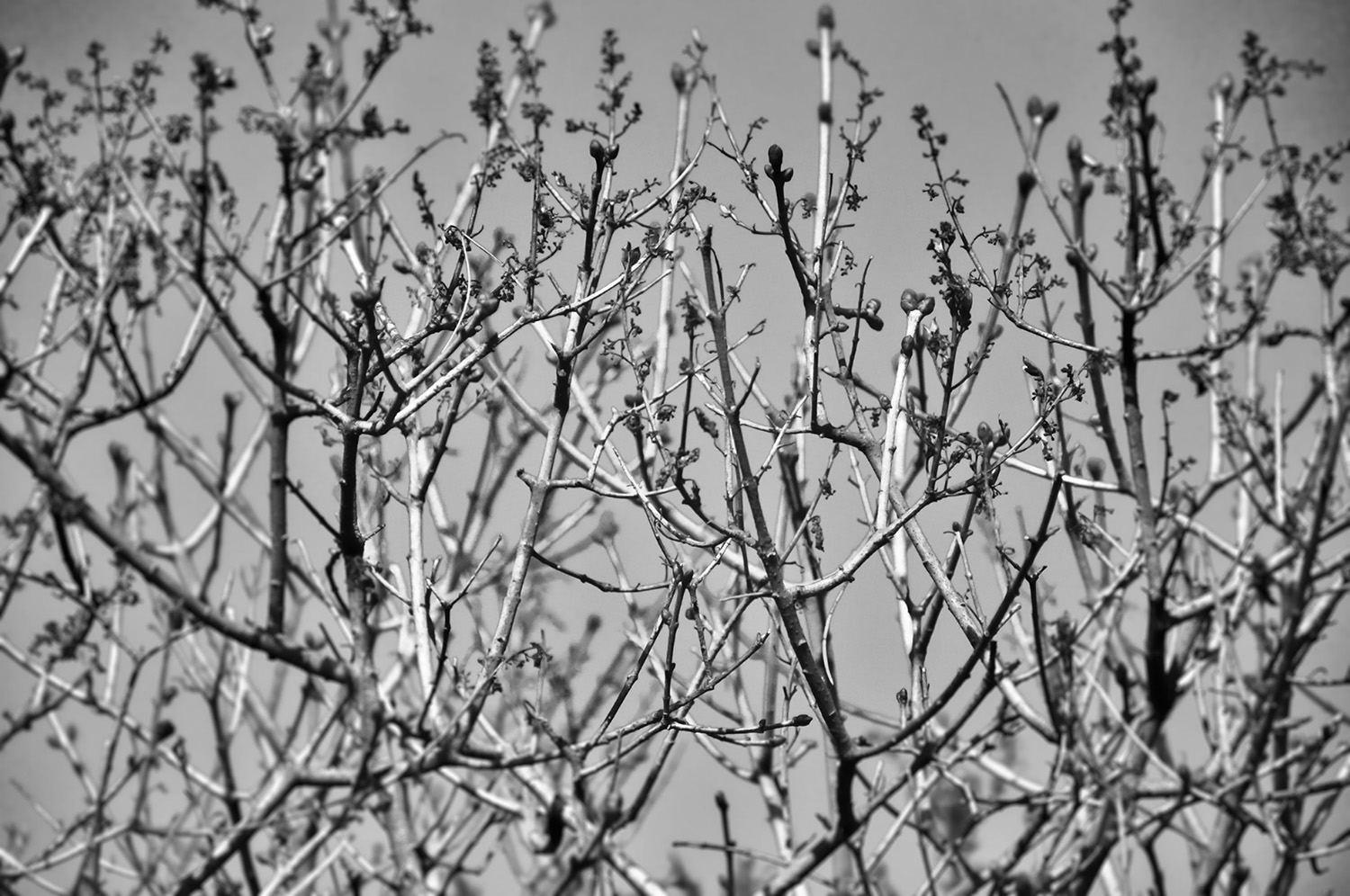 黑芝麻宝仔的个人主页（背景预览） - 主页背景设置 - 站酷设计师黑芝麻宝仔原创素材 - 站酷ZCOOL