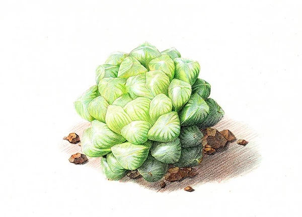 MiaZhang_的個(gè)人主頁(yè)（背景預(yù)覽） - 主頁(yè)背景設(shè)置 - 站酷設(shè)計(jì)師MiaZhang_原創(chuàng)素材 - 站酷ZCOOL