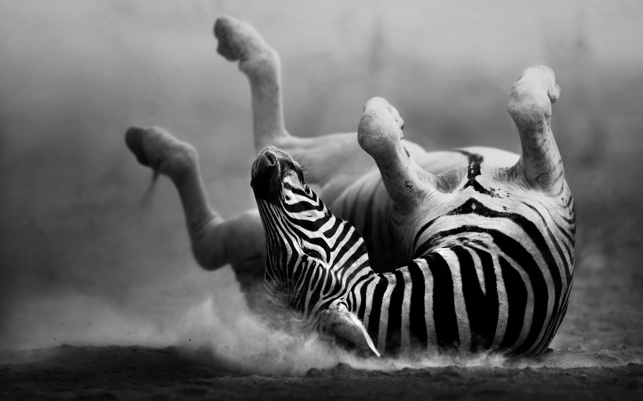 一枚Zet的個(gè)人主頁（背景預(yù)覽） - 主頁背景設(shè)置 - 站酷設(shè)計(jì)師一枚Zet原創(chuàng)素材 - 站酷ZCOOL