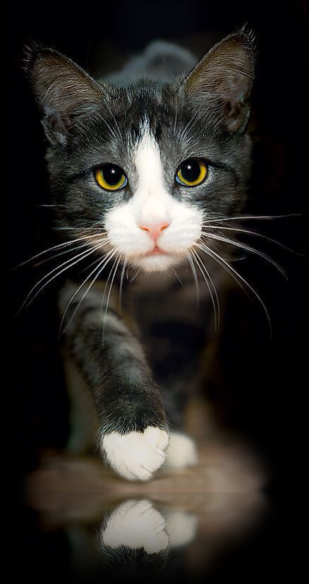 SanOnlyCat的个人主页（背景预览） - 主页背景设置 - 站酷设计师SanOnlyCat原创素材 - 站酷ZCOOL