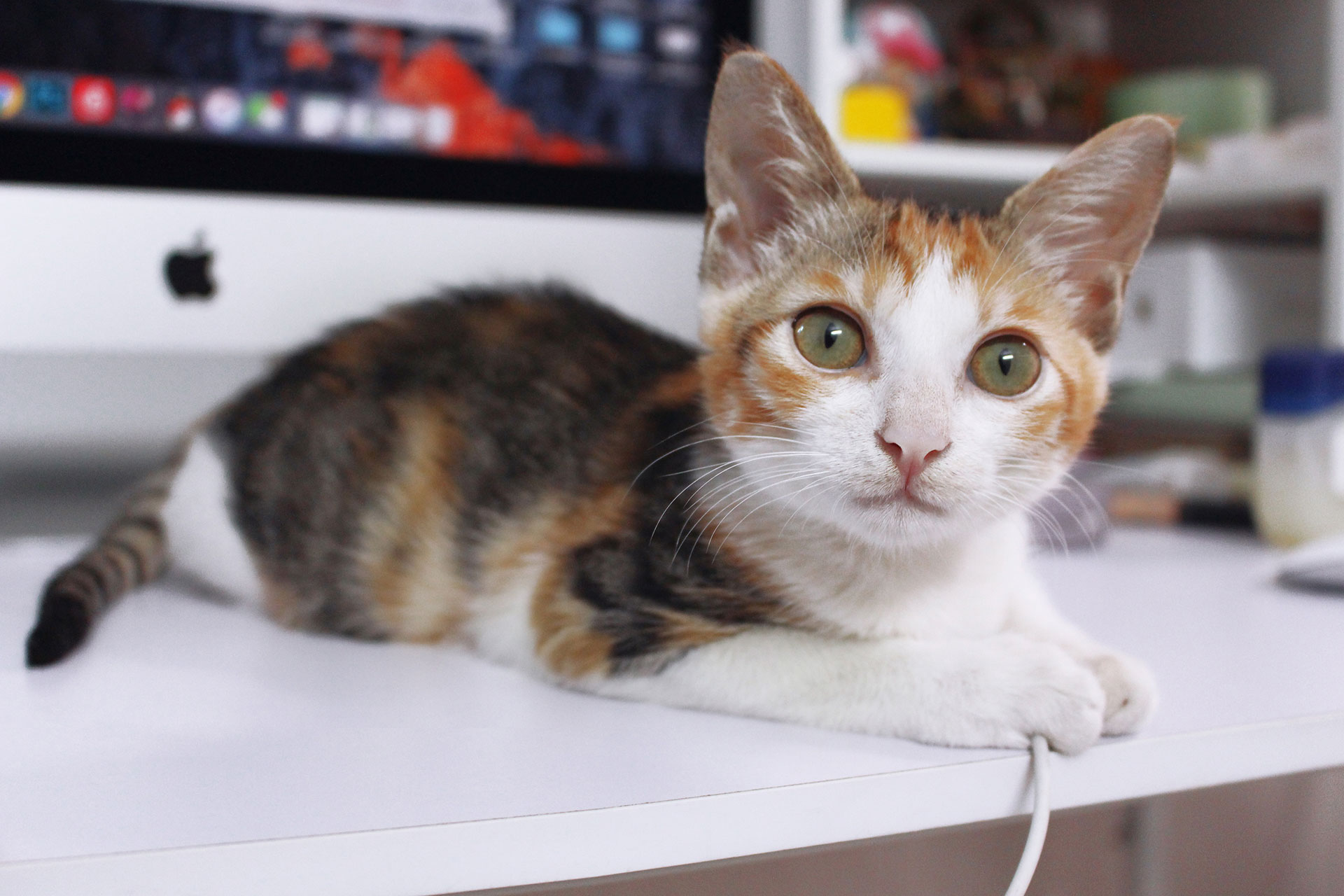 单小洛的个人主页（背景预览） - 主页背景设置 - 站酷设计师单小洛原创素材 - 站酷ZCOOL