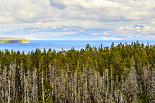 番薯粉Ruth的个人主页（背景预览） - 主页背景设置 - 站酷设计师番薯粉Ruth原创素材 - 站酷ZCOOL