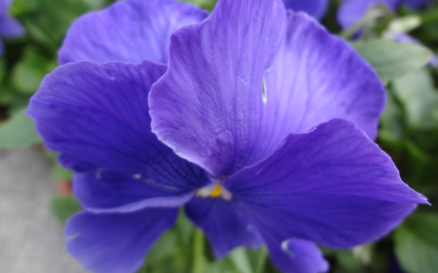 bai_shancha的个人主页（背景预览） - 主页背景设置 - 站酷设计师bai_shancha原创素材 - 站酷ZCOOL