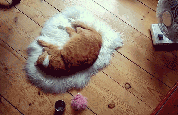 小蘇酥的個(gè)人主頁（背景預(yù)覽） - 主頁背景設(shè)置 - 站酷設(shè)計(jì)師小蘇酥原創(chuàng)素材 - 站酷ZCOOL