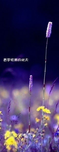 jazz313的个人主页（背景预览） - 主页背景设置 - 站酷设计师jazz313原创素材 - 站酷ZCOOL