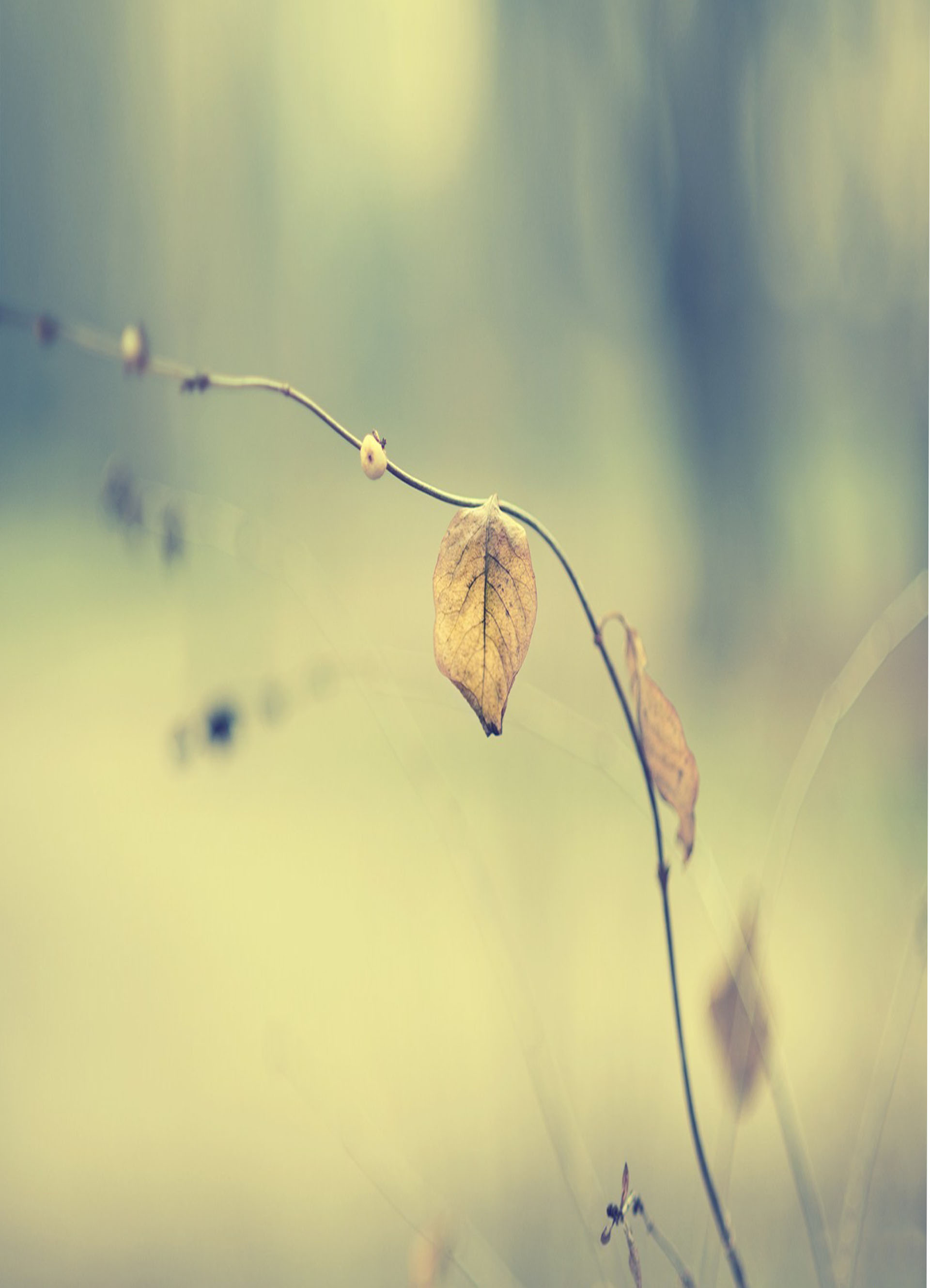 萌二萌噠的個(gè)人主頁(yè)（背景預(yù)覽） - 主頁(yè)背景設(shè)置 - 站酷設(shè)計(jì)師萌二萌噠原創(chuàng)素材 - 站酷ZCOOL