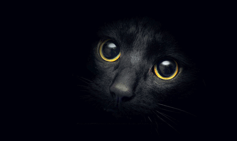 dxswj119的个人主页（背景预览） - 主页背景设置 - 站酷设计师dxswj119原创素材 - 站酷ZCOOL