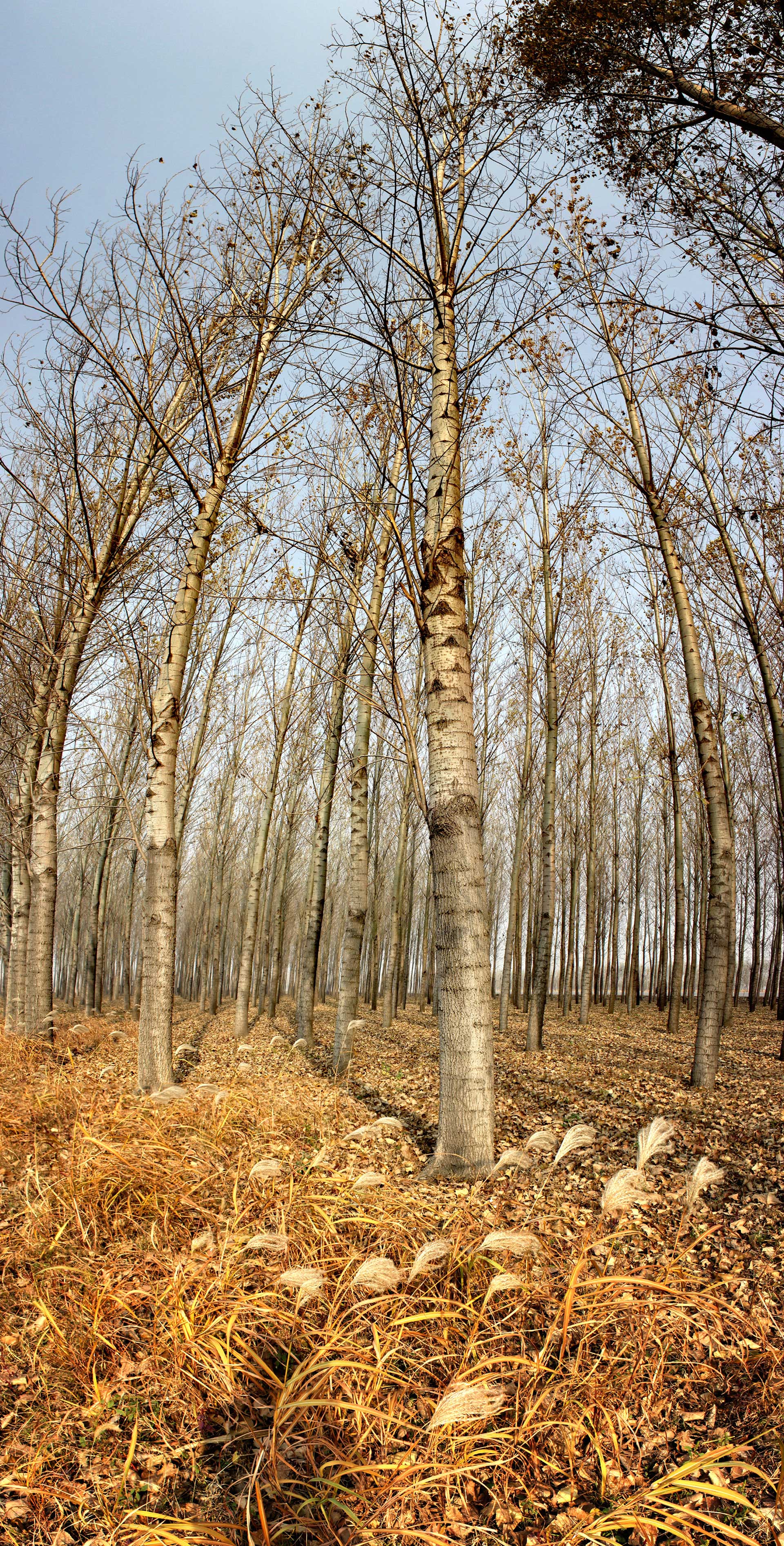 小西7009的個人主頁（背景預(yù)覽） - 主頁背景設(shè)置 - 站酷設(shè)計師小西7009原創(chuàng)素材 - 站酷ZCOOL