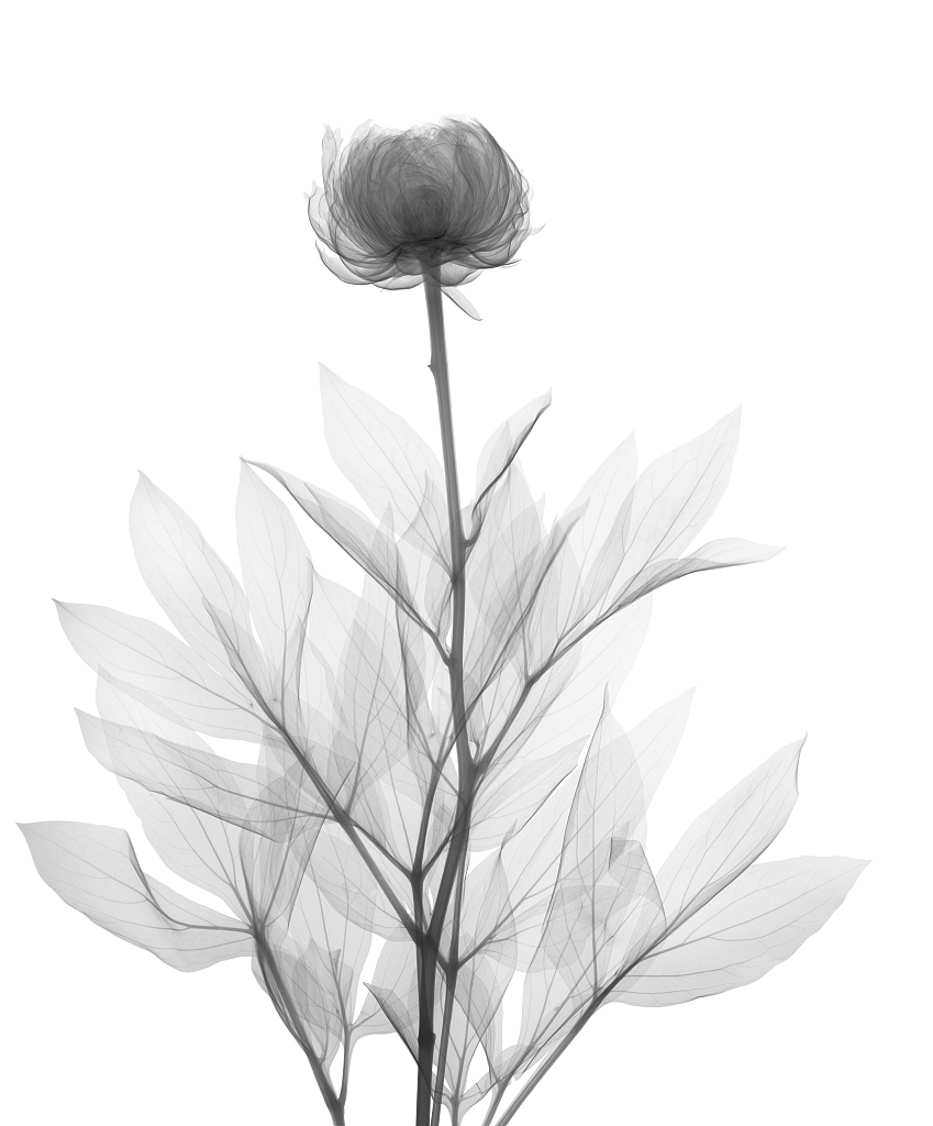 隔壁的张大白白的个人主页（背景预览） - 主页背景设置 - 站酷设计师隔壁的张大白白原创素材 - 站酷ZCOOL