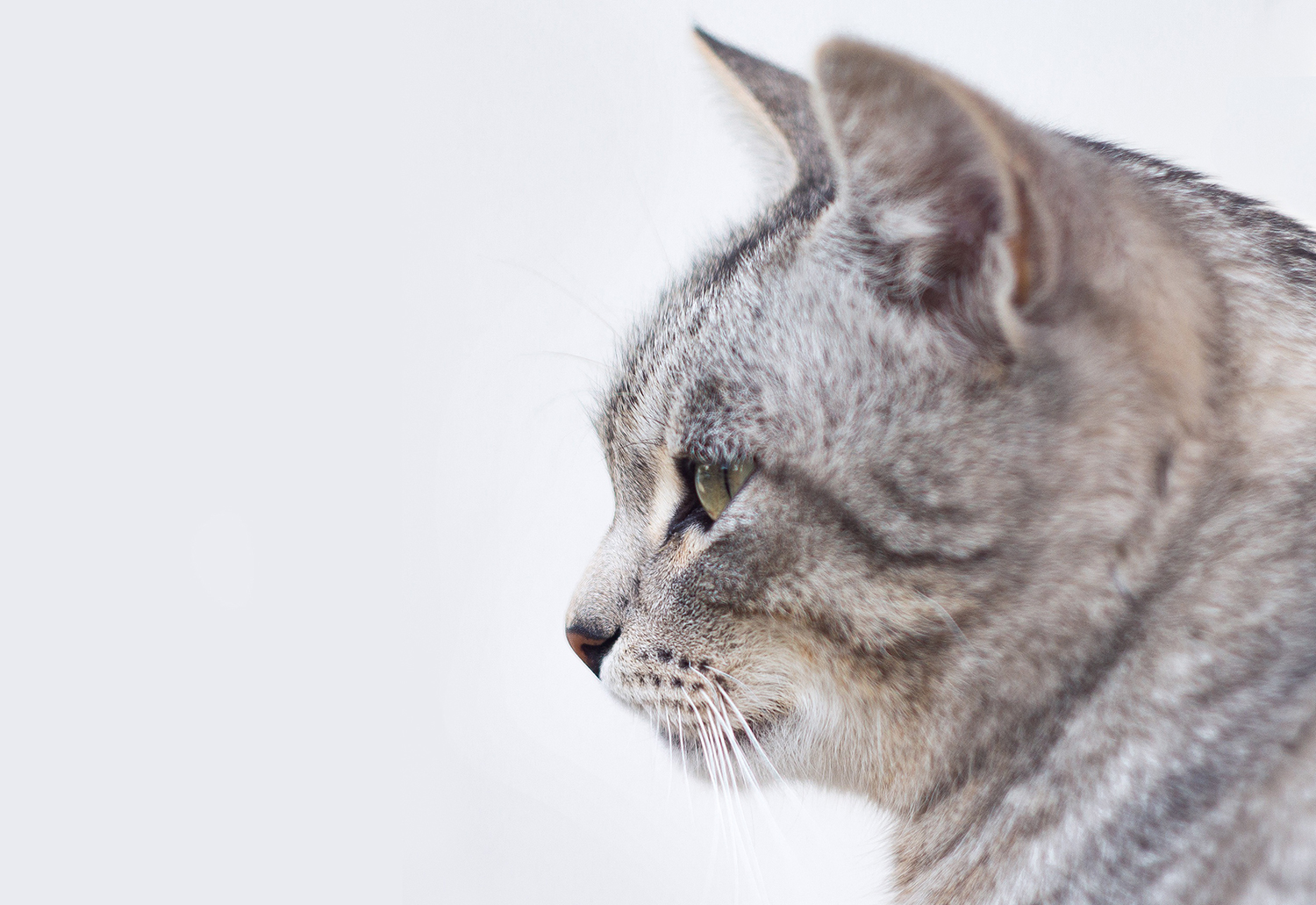 阿迪是只猫的个人主页（背景预览） - 主页背景设置 - 站酷设计师阿迪是只猫原创素材 - 站酷ZCOOL