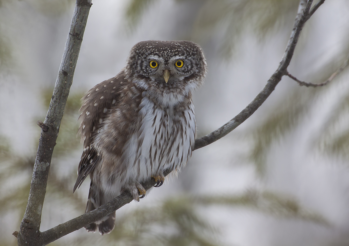 天戟工作室的個人主頁（背景預(yù)覽） - 主頁背景設(shè)置 - 站酷設(shè)計師天戟工作室原創(chuàng)素材 - 站酷ZCOOL
