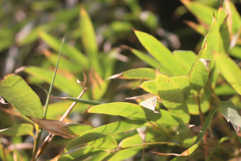 野原小新呀的个人主页（背景预览） - 主页背景设置 - 站酷设计师野原小新呀原创素材 - 站酷ZCOOL