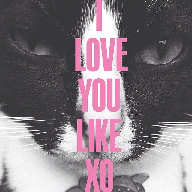 貓七狗吧的個(gè)人主頁（背景預(yù)覽） - 主頁背景設(shè)置 - 站酷設(shè)計(jì)師貓七狗吧原創(chuàng)素材 - 站酷ZCOOL