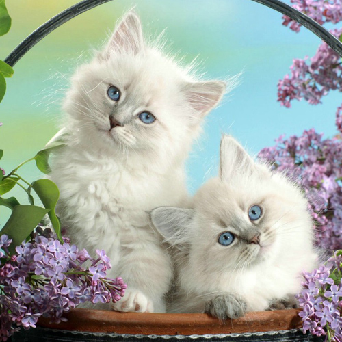 xjs890125的个人主页（背景预览） - 主页背景设置 - 站酷设计师xjs890125原创素材 - 站酷ZCOOL