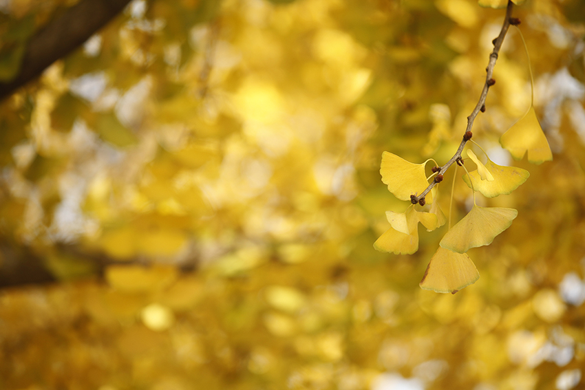 画画的棉花糖的个人主页（背景预览） - 主页背景设置 - 站酷设计师画画的棉花糖原创素材 - 站酷ZCOOL