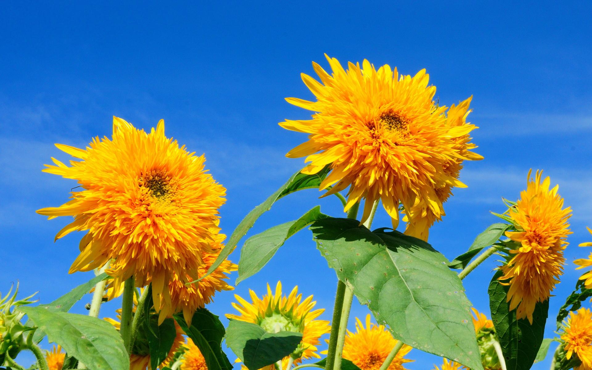 王艳Anna的个人主页（背景预览） - 主页背景设置 - 站酷设计师王艳Anna原创素材 - 站酷ZCOOL