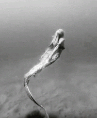 鹿頔的个人主页（背景预览） - 主页背景设置 - 站酷设计师鹿頔原创素材 - 站酷ZCOOL