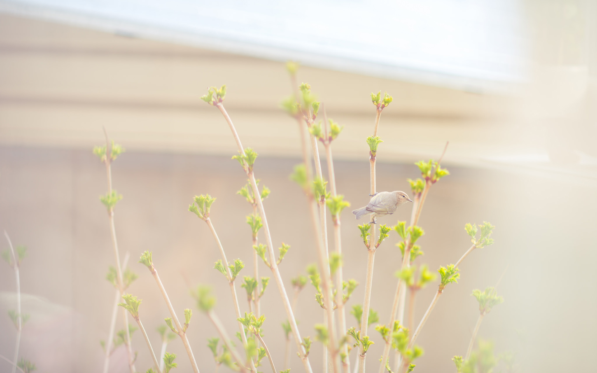 文西ice的個人主頁（背景預覽） - 主頁背景設置 - 站酷設計師文西ice原創(chuàng)素材 - 站酷ZCOOL
