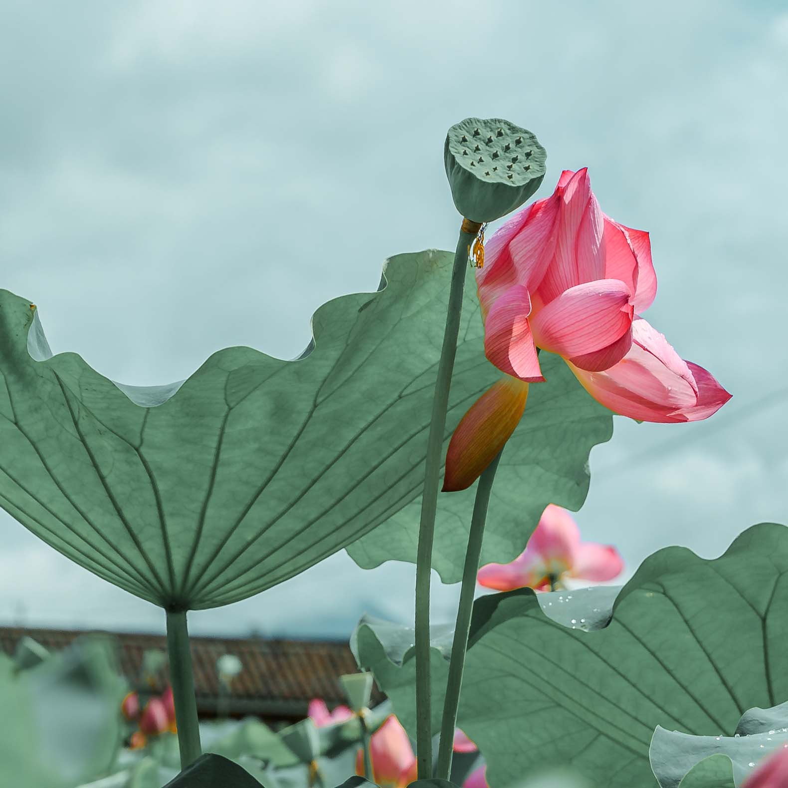 老木棉的個(gè)人主頁(yè)（背景預(yù)覽） - 主頁(yè)背景設(shè)置 - 站酷設(shè)計(jì)師老木棉原創(chuàng)素材 - 站酷ZCOOL