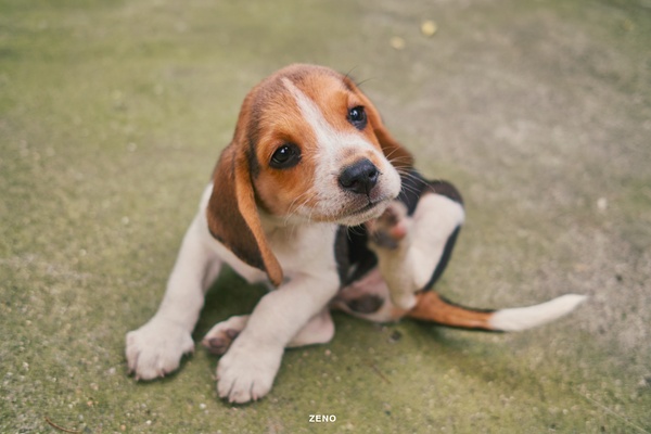 zenolee的个人主页（背景预览） - 主页背景设置 - 站酷设计师zenolee原创素材 - 站酷ZCOOL