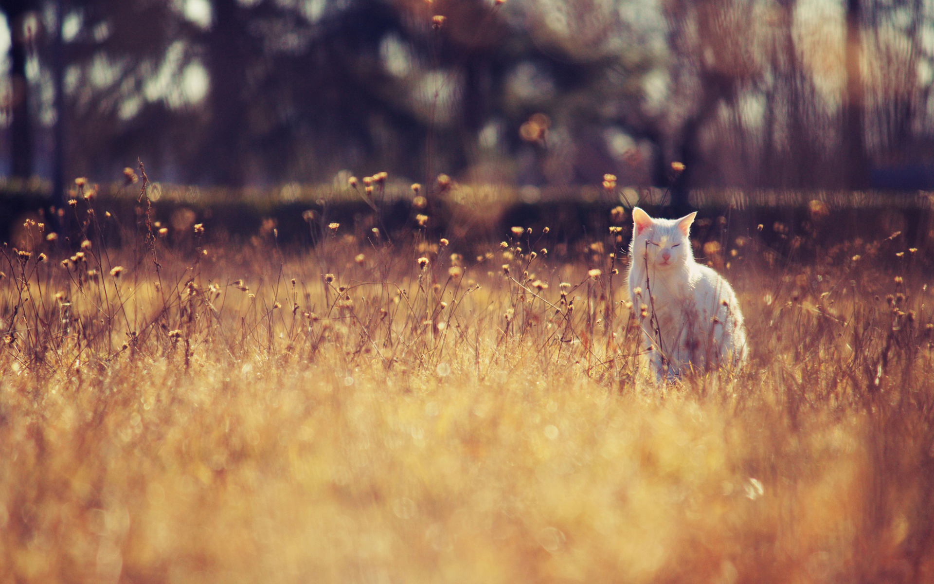 _思无邪_的个人主页（背景预览） - 主页背景设置 - 站酷设计师_思无邪_原创素材 - 站酷ZCOOL