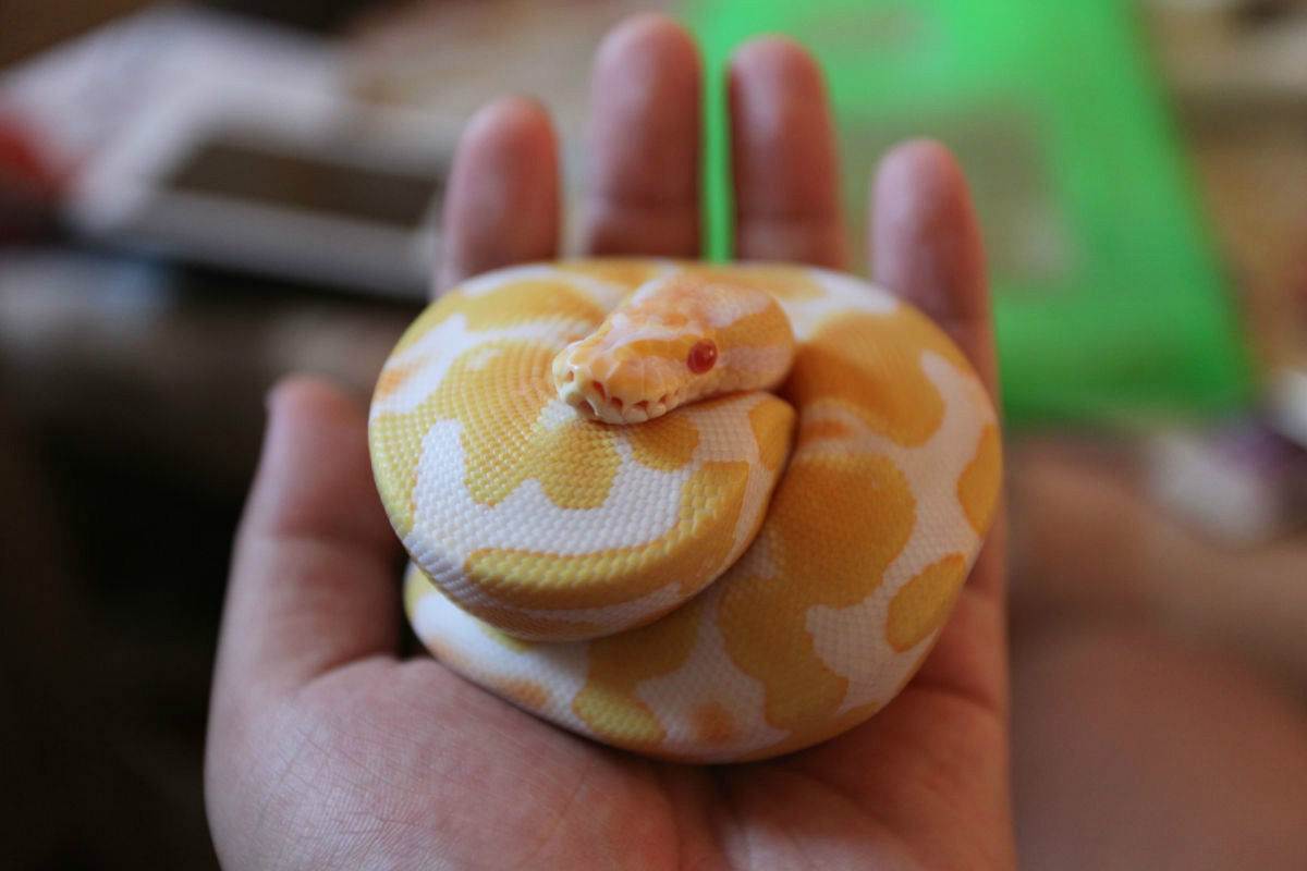 猎手小易的个人主页（背景预览） - 主页背景设置 - 站酷设计师猎手小易原创素材 - 站酷ZCOOL