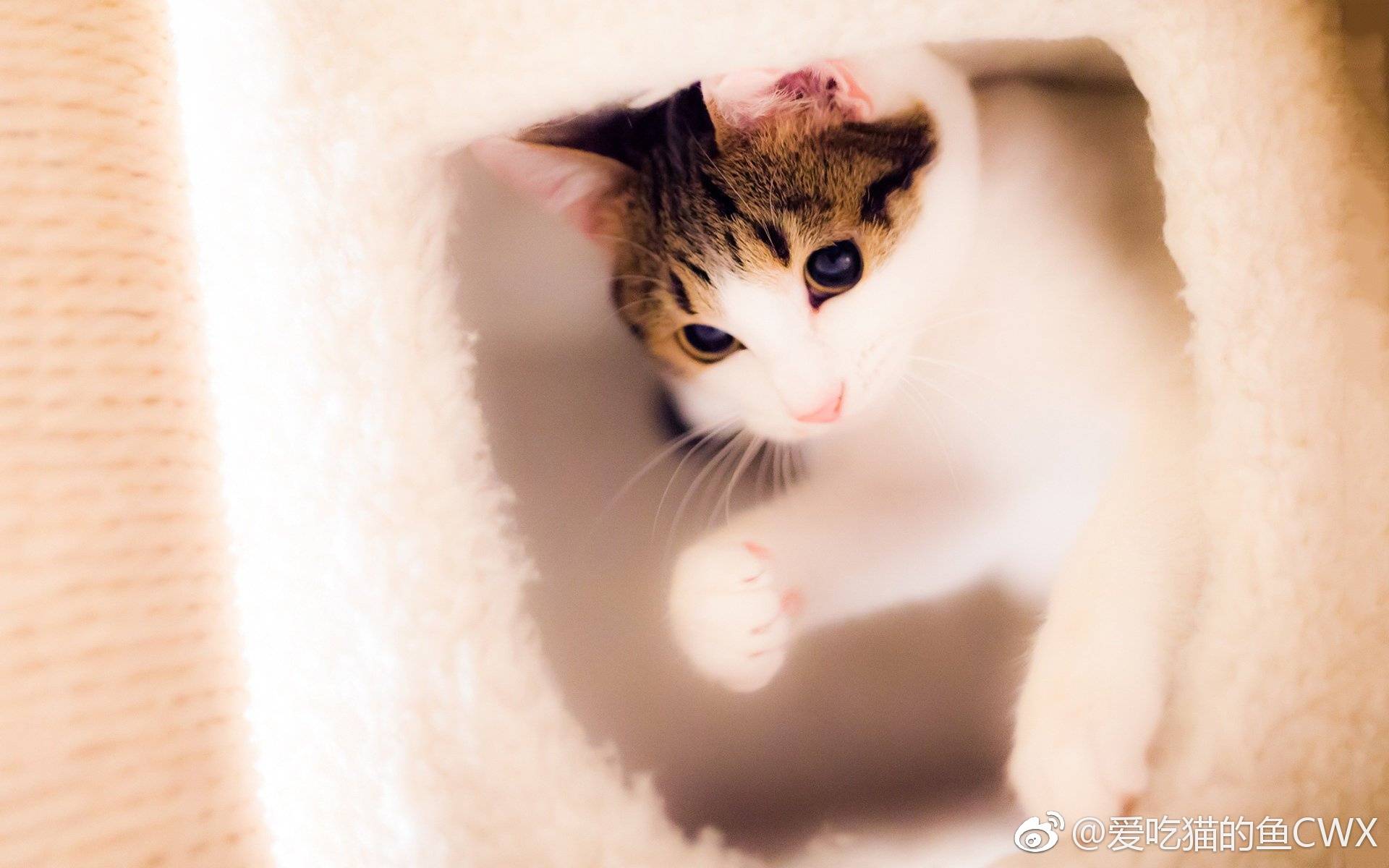 愛(ài)吃貓的魚(yú)CWX的個(gè)人主頁(yè)（背景預(yù)覽） - 主頁(yè)背景設(shè)置 - 站酷設(shè)計(jì)師愛(ài)吃貓的魚(yú)CWX原創(chuàng)素材 - 站酷ZCOOL