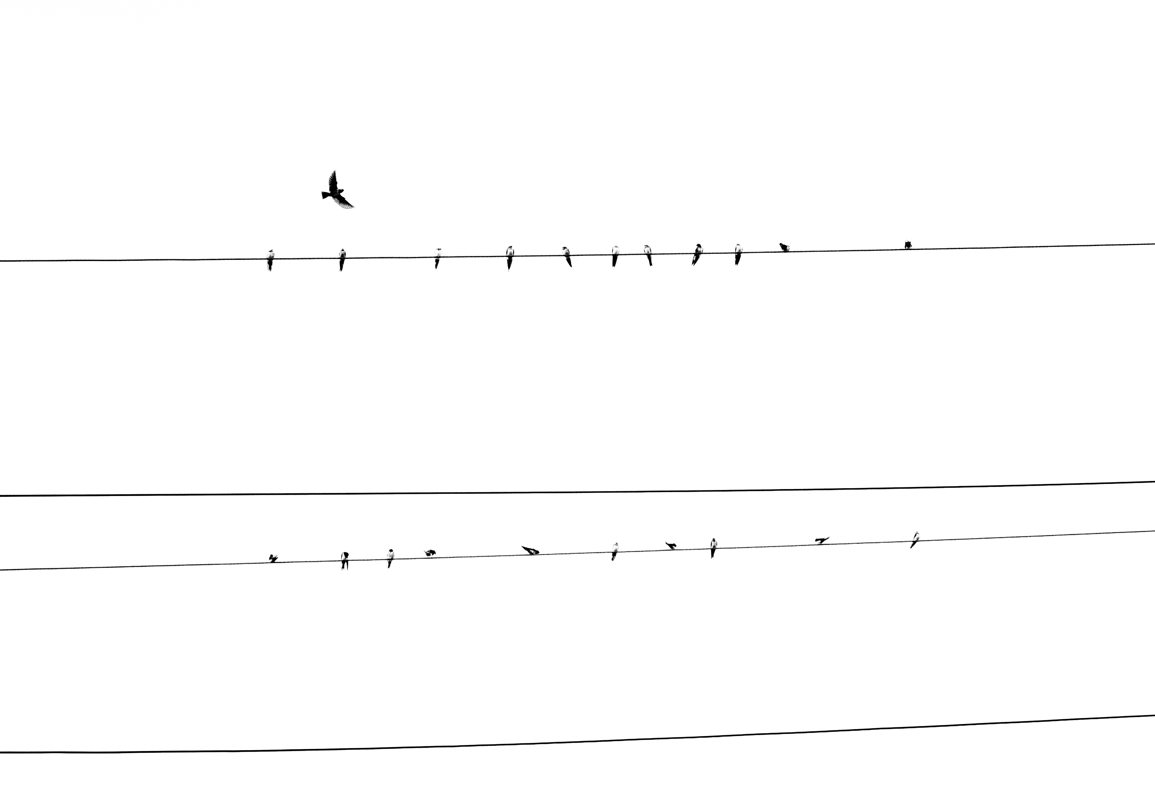 梧桐鸟的个人主页（背景预览） - 主页背景设置 - 站酷设计师梧桐鸟原创素材 - 站酷ZCOOL