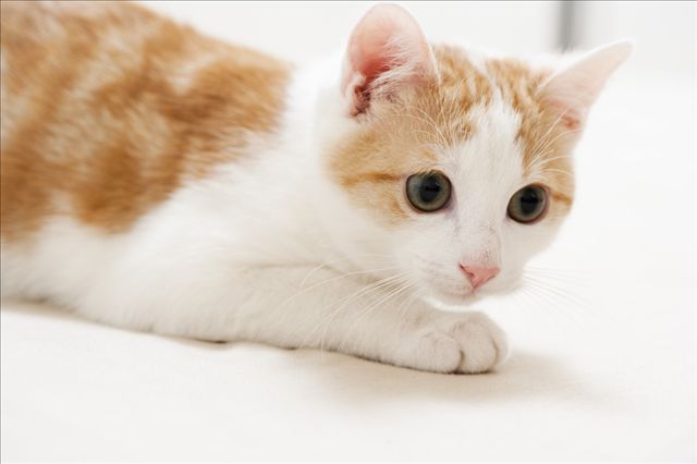 m空u白a的个人主页（背景预览） - 主页背景设置 - 站酷设计师m空u白a原创素材 - 站酷ZCOOL