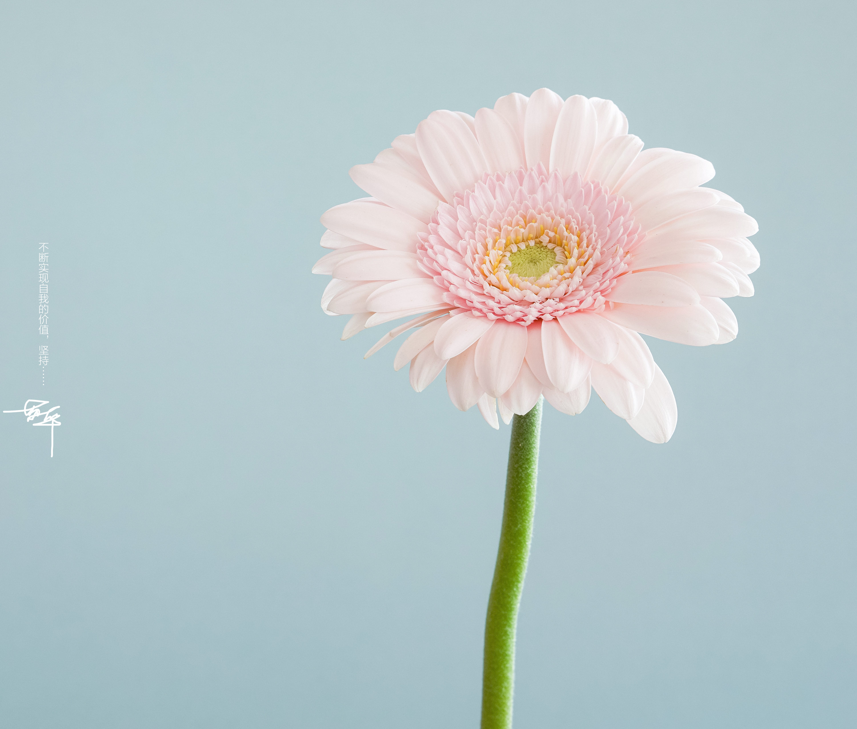 sulihua66的个人主页（背景预览） - 主页背景设置 - 站酷设计师sulihua66原创素材 - 站酷ZCOOL